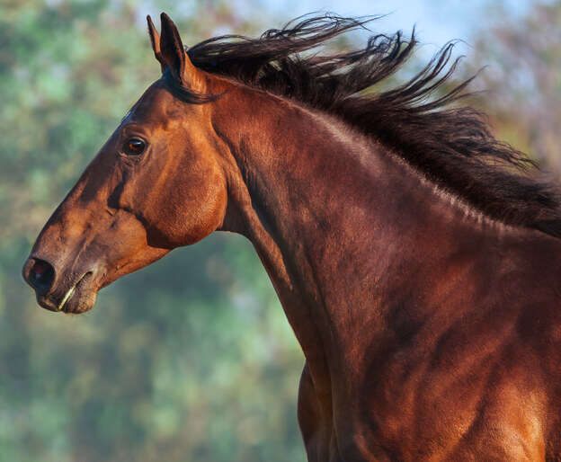 hoeveler impression pferdefutter einsatzbereich 6